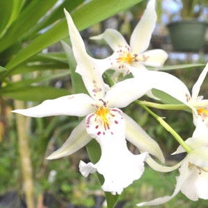 Orchid Oncidium Onc. Winter Wonderland Live PLant