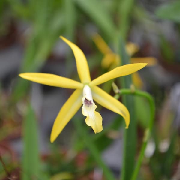 Orchid Cattleya Laelia Harmill x Brassavola nodosa Live PLant