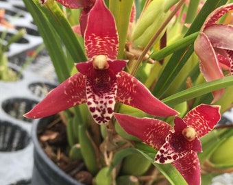 Large 4” pot Orchid Maxillaria tenuifolia (The Coconut Orchid) Live Mature PLant Extremely Fragrant when in bloom!