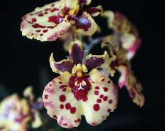 Miniature Orchid Oncidium Tolumnia Jairak Firm Ladybug Oncidium Terrarium Live plant