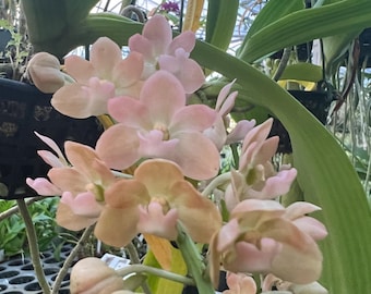 Orquídea fragante Rhyncostylis gigantea (naranja - melocotón) Vive cerca de una orquídea madura