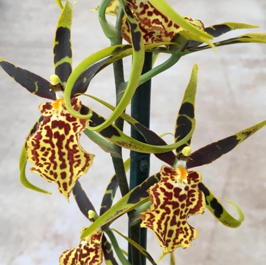 Orchid Oncidium Bcd. Gilded Tower 'mystic Maze' Live Plant - Etsy