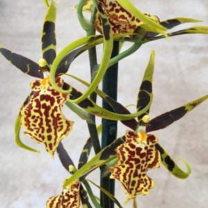 Orchid Oncidium Bcd. Gilded Tower 'Mystic Maze' Live PLant