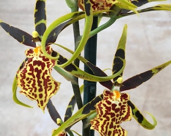 Planta viva de orquídea Oncidium Bcd. Torre Dorada 'Laberinto Místico'