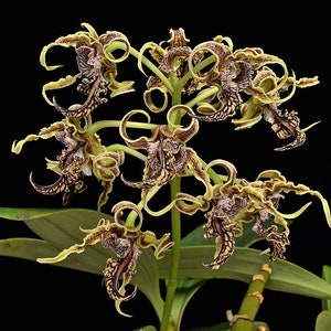 Near Blooming Size. Orchid Species Dendrobium spectabile Alien Orchid Live Plant