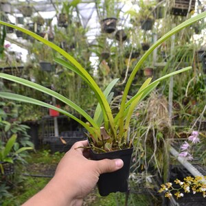 Plant Rare Species Orchid Cymbidium finlaysonianum Rare Live PLant image 2