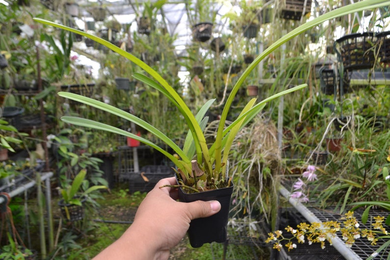 Plant Rare Species Orchid Cymbidium finlaysonianum Rare Live PLant image 2