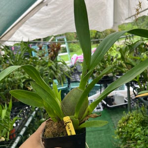 May include: A potted orchid plant with long, green leaves and a bulbous base. The plant is in a black plastic pot with a yellow tag that reads "One Wild". The background includes other plants and a greenhouse structure.
