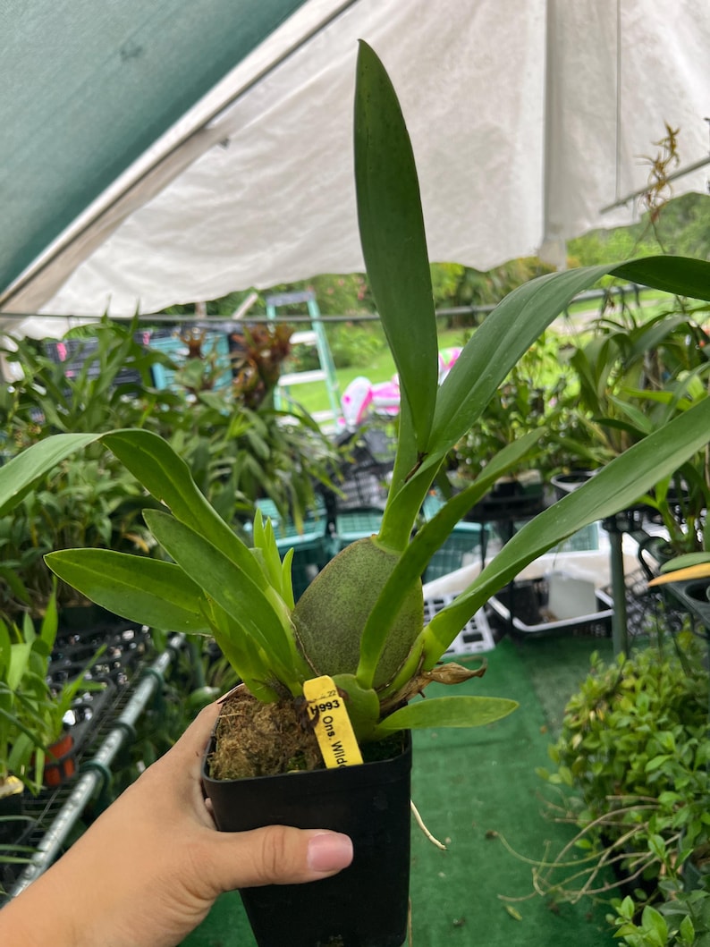 May include: A potted orchid plant with long, green leaves and a bulbous base. The plant is in a black plastic pot with a yellow tag that reads "One Wild". The background includes other plants and a greenhouse structure.