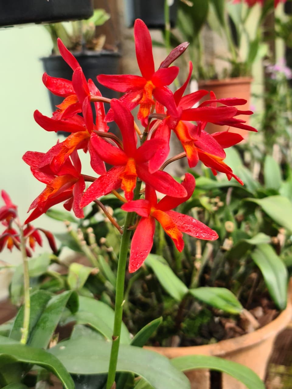 Orchid Cattleya Lc. Rojo 'valentine's Day' Mature Live Plant - Etsy