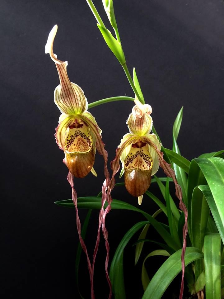 Slipper Orchid Live Phragmipedium Professor Mini Grande Rare Orchid Live PLant