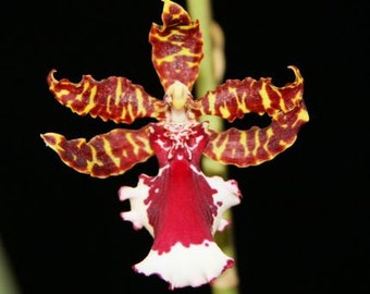 SEEDLING! Orchid Oncidium Odontocidium Everglades Elegance ‘Nancy Lee’ Seedling Live PLant
