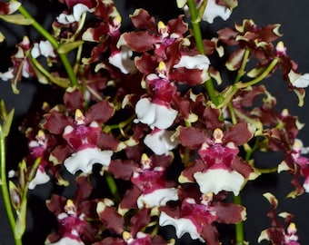 Oncidium híbrido maduro, también conocido como bebé (huele a) 'frambuesa chocolate', planta viva fragante