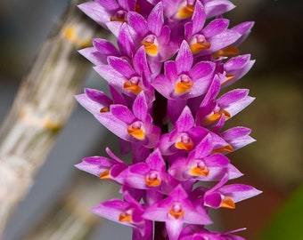 Rare Orchid Species Dendrobium Den secundum Mature Live Plant