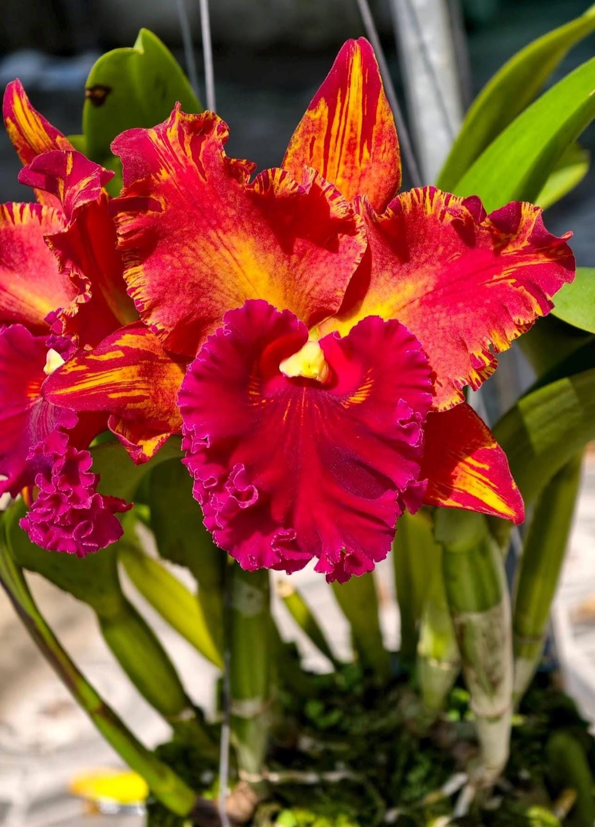 Orchid Cattleya Rlc Hey Song 'splash' Live Near Blooming Size