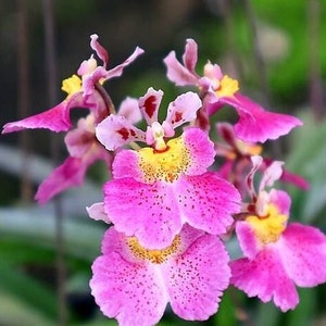 Miniature Orchid Oncidium Tolumnia Jairak Flyer '642' Oncidium Terrarium Live plant