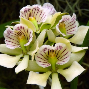 Very Rare Orchid  Species Encyclia radiata Species Live PLant