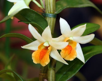 Orchid Dendrobium Den. Hsinying Frostymaree Live PLant