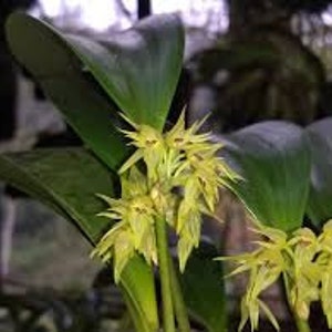 Rare Orchid Species Pleurothallis ruscifolia Live Mature PLant