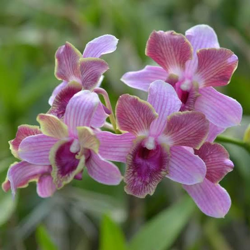 Dendrobium Dragon Pink (Dendrobium)