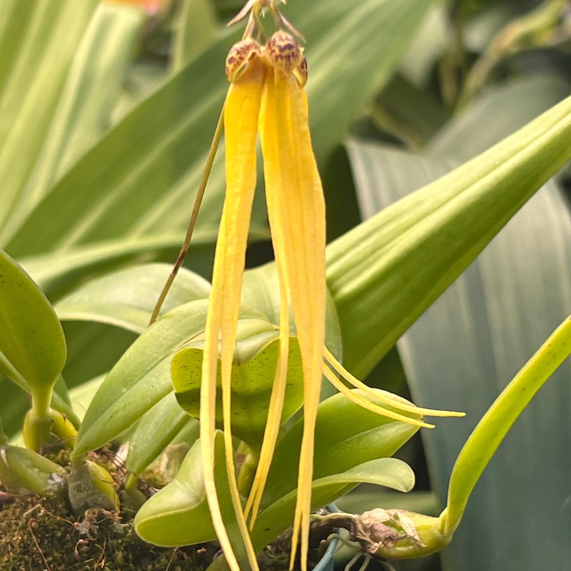 Rare Orchid Species Bulbophyllum thiurum Mature Rare Live PLant