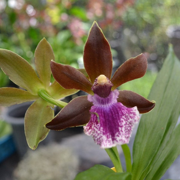 Seedling Orchid Zygopetalum Debbie de Mello 'Honolulu Baby' AM/AOS Live PLant