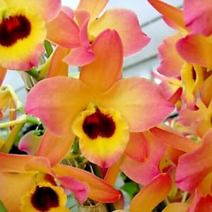 Orchid Dendrobium Nobile Den. Oriental Smile 'Butterfly'  Live PLant