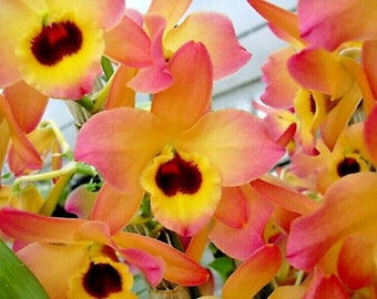 Orchid Dendrobium Nobile Den. Oriental Smile 'Butterfly'  Live PLant