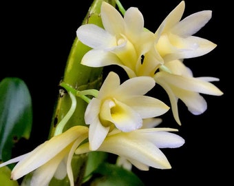 Orchid Rare Species Dendrobium platycaulon Live PLant