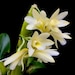 see more listings in the DENDROBIUM section