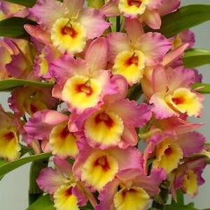 Orchid Dendrobium Nobile Dendrobium Asian Beauty 4 inch pot Live PLant