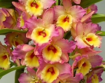 Orchid Dendrobium Nobile Dendrobium Asian Beauty 4 inch pot Live PLant