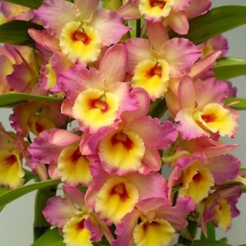 レア アロカシア Gageana Albo Variegated大球 Alocasia gageana Albo