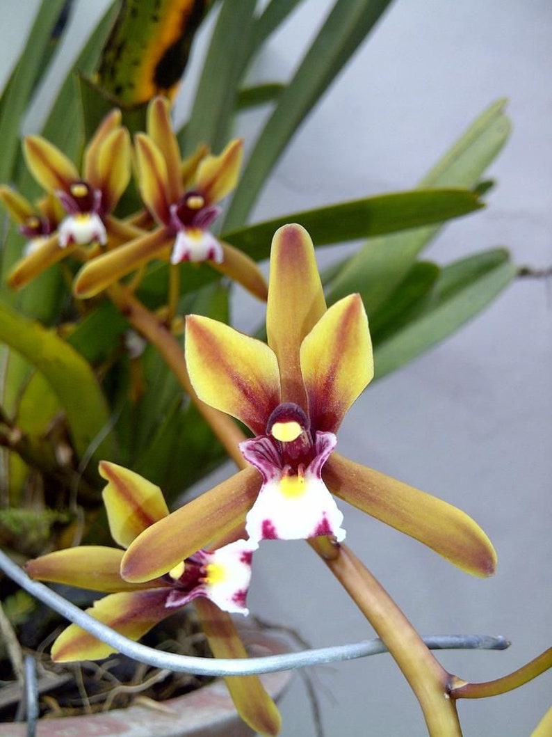 Plant Rare Species Orchid Cymbidium finlaysonianum Rare Live PLant image 1