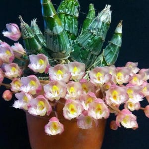 VeryFragrant  rare Hard to Find Catasetum Clowesia Rebecca Northern 'Grapefruit Pink' Very fragrant