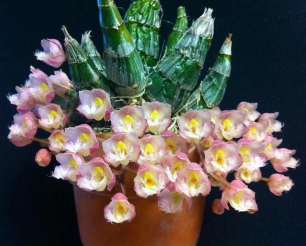 VeryFragrant  rare Hard to Find Catasetum Clowesia Rebecca Northern 'Grapefruit Pink' Very fragrant