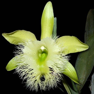 Rare Species Orchid Cattleya Rhyncholaelia digbyana Live  PLant