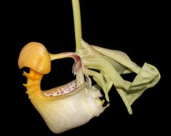 Especie de orquídea extremadamente rara: Orquídea Coryanthe macrantha. Planta viva madura.
