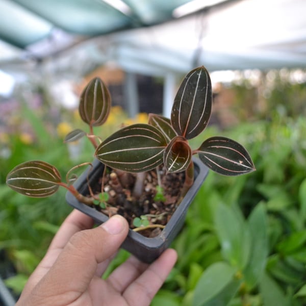 Orchid Species Ludisia discolor Jewel Orchid Live PLant