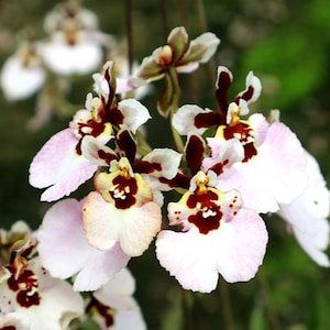Miniature Orchid Oncidium Tolumnia Jairak Flyer &#39;Pastel Pink&#39; Oncidium Terrarium Live plant