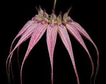 Orchid Bulbophyllum Elizabeth Ann Rare Live PLant