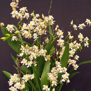 Orquídea Oncidium Tsiku Margarita Planta viva madura Twinkle Oncidium