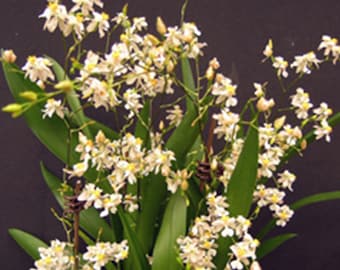 Orchid Oncidium Tsiku Marguerite Live Mature Plant Twinkle Oncidium