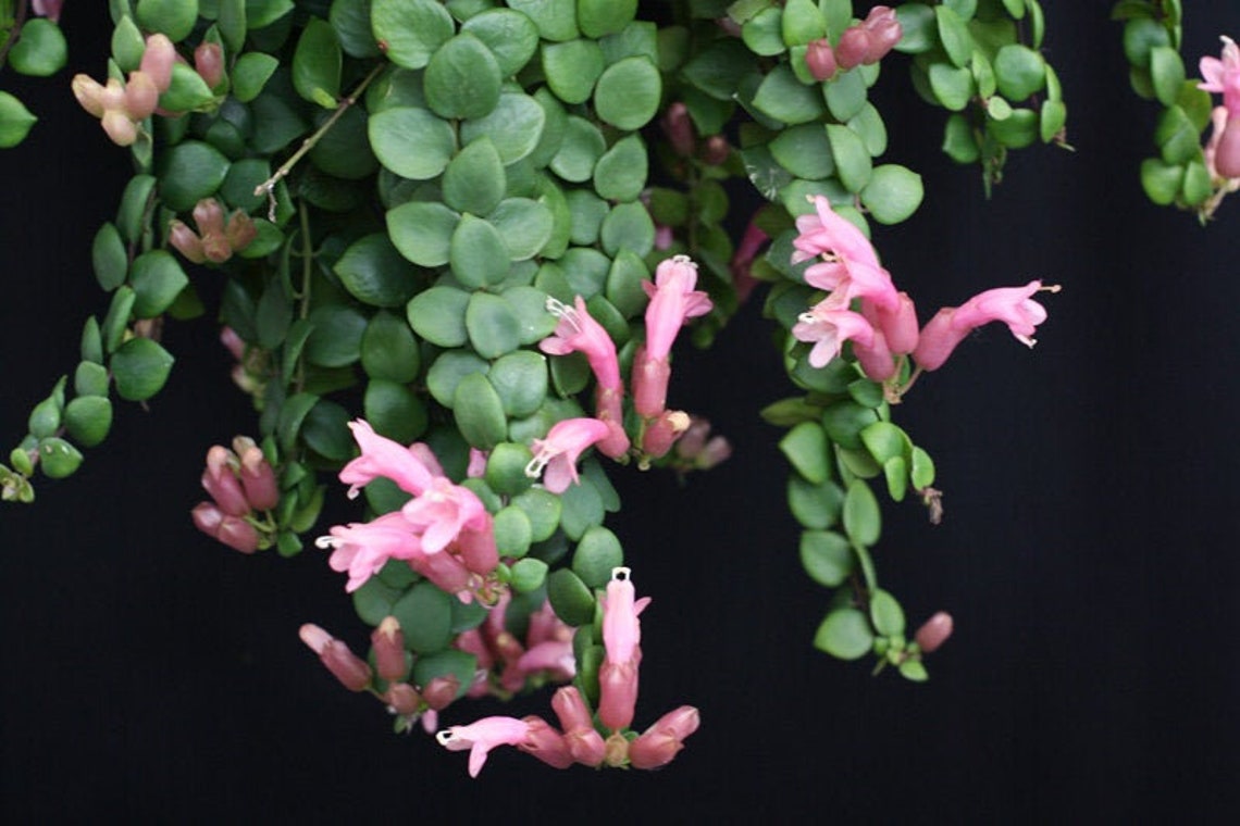 Very Rare Pink Lipstick Plant Aeschynanthus Radicans 'thai Etsy