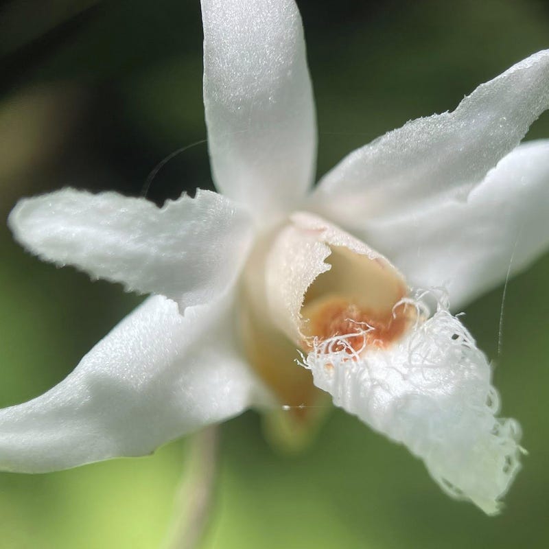 Dendrobium polytrichum (Dendrobium)
