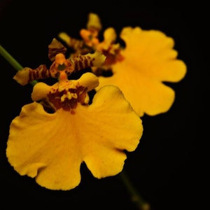 Orchid Oncidium Odontocidium Gower Ramsey 'Orange' Live PLant