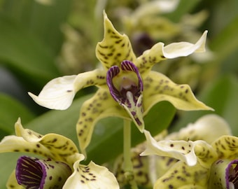 IN BLOOM Orchid Dendrobium Den. Ozark Atro (Little Atro x atroviolaceum) Live Mature PLant