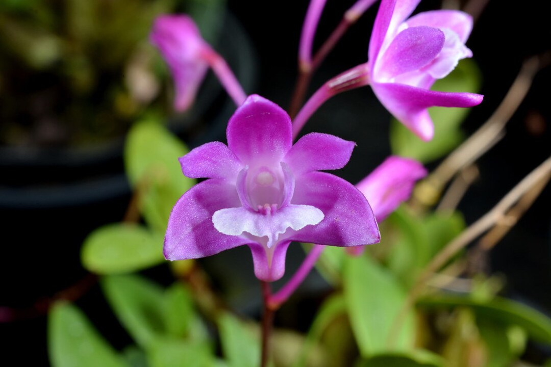 Orchid Species Dendrobium Kingianum Hybrid Live Plant - Etsy