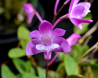 Orchid Species Dendrobium kingianum Hybrid Live PLant