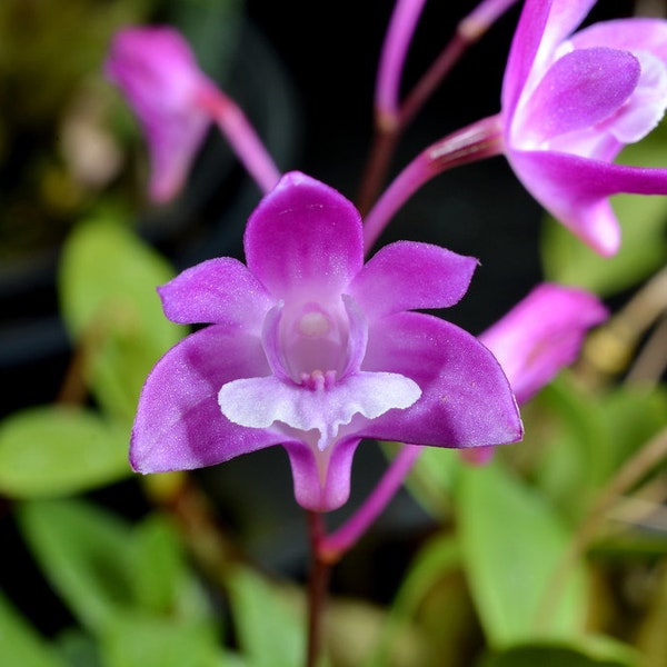 Especie de orquídea Dendrobium kingianum Planta viva híbrida